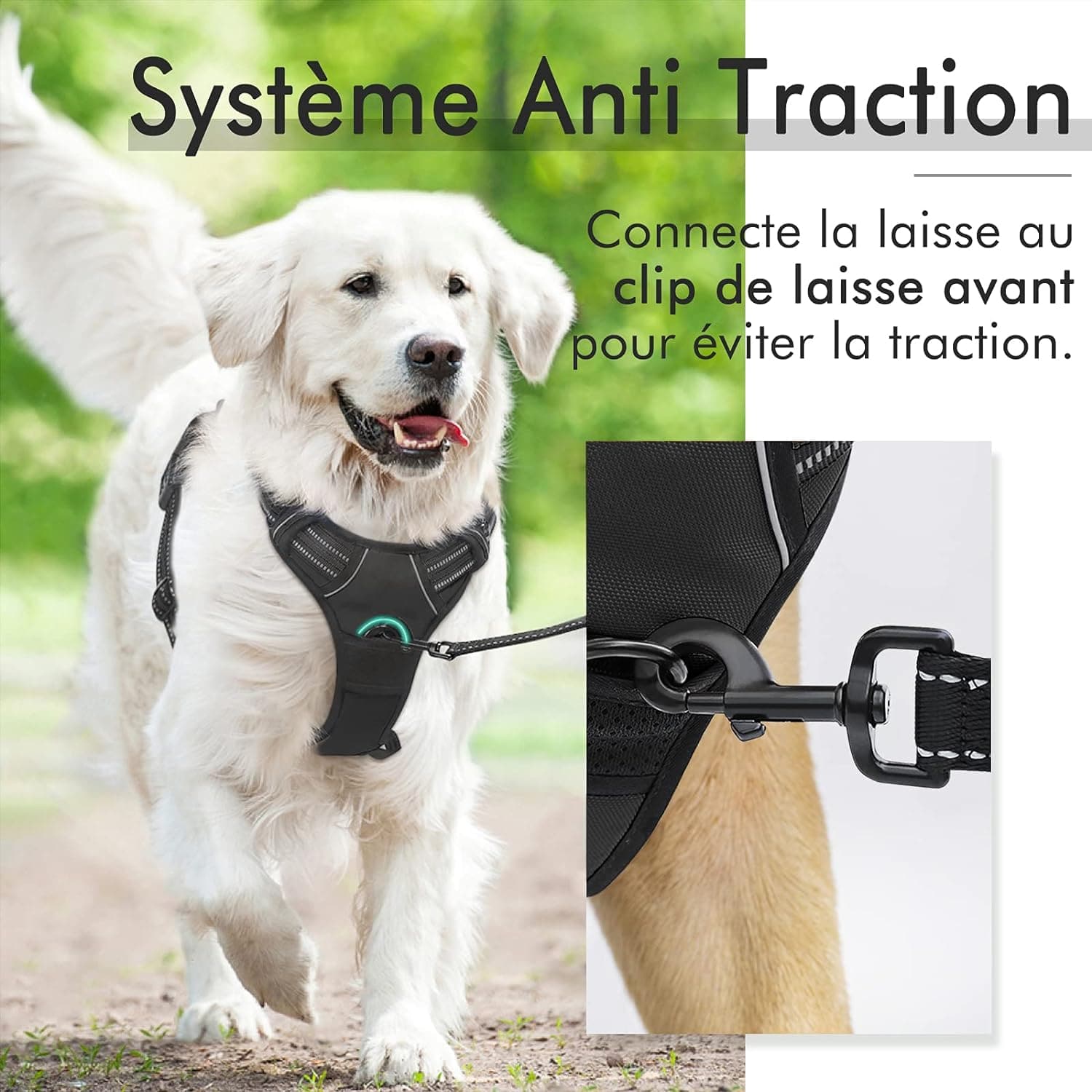 Harnais anti-traction réfléchissant gros chien en action