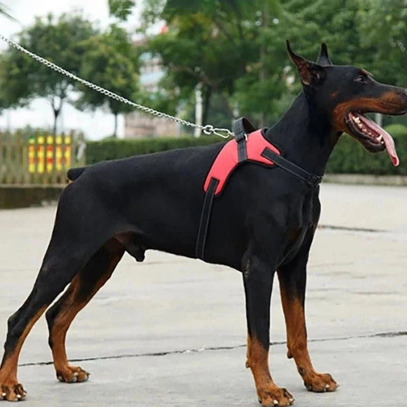 Harnais réglable et confortable pour chien avec laisse réfléchissante, respirant et ergonomique, pour petits et grands chiens